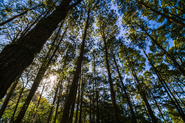 Fototapeta premium Pine larch forest with sunlight blue sky