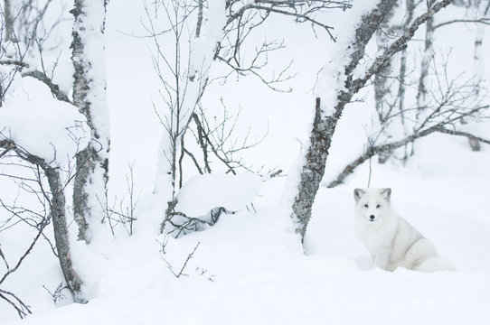 Artic fox (Vulpes lagopus) in woodland, captive, Norway, February.
