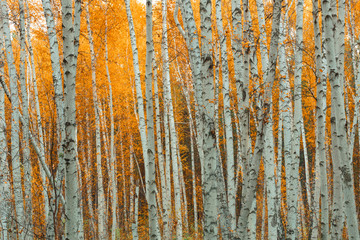 Fototapeta premium Autumn birch forest pattern.