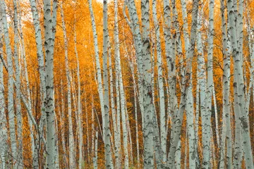 Zelfklevend Fotobehang Autumn birch forest pattern. © stone36