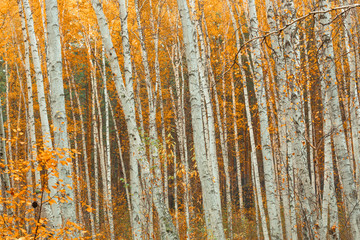 Autumn birch forest landscape.