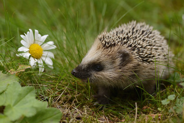European hedgehog (Erinaceus europaeus) orphan, Jarfalla, Sweden. August.