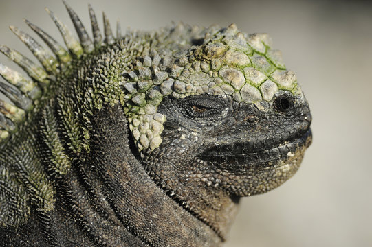 Marine Iguana (Amblyrhynchus cristatus) head portrait, Fernandina island, Galapagos, Ecuador.