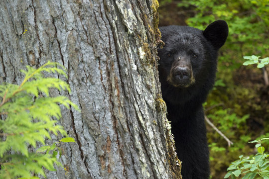 Black bear (Ursus americanus) peering from behind a tree, Blue River, Clearwater, British Columbia, Canada, North America.
