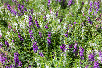 Fototapeta premium purple and white angelonia flower in the garden