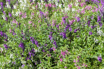 Obraz premium pink purple and white angelonia flower in the garden