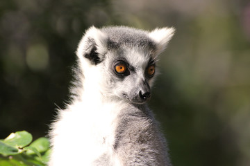 Ring tailed lemur on the green blurred background