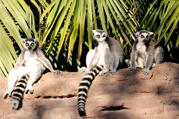 Three ring tailed lemurs enjoying the sunbath