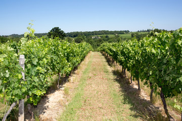 Fototapeta na wymiar summer day in medoc vineyards at bordeaux France, the best wine in world