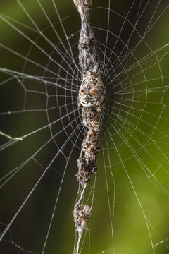 Trashline Orb Weaver Spider (Cyclosa sp.) camouflaged on attached vertical line of debris in web, San Jose, Costa Rica.