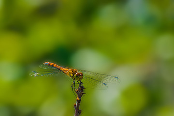 dragonfly