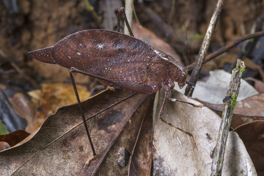 Close up of Dead Leaf Katydid sitting on leaf