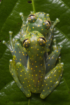 Close up of frogs mating on leaf