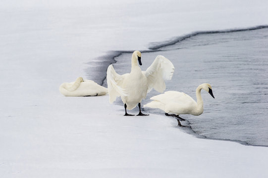 Trumpeter Swans (Cygnus buccinator) on edge of Upper Yellowstone River. Hayden Valley, Yellowstone National Park, Wyoming, USA. January.