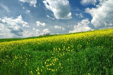 meadow with yellow flowers in the hills of the central Tuscany in the province of Siena