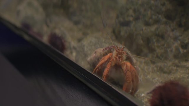 Close-up shot of woman taking smart phone photo of soldier crab in aquarium
