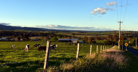 Fototapeta na wymiar Cows on the farm in Shoalhaven, South Coast, NSW, Australia