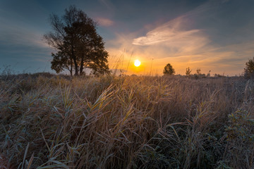 Autumnal sunrise landscape. Dry reeds, covered with hoarfrost on foreground.