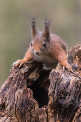 Naklejka na ściany i meble Eurasian red squirrel
