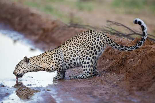 Leopard drinking water from puddle