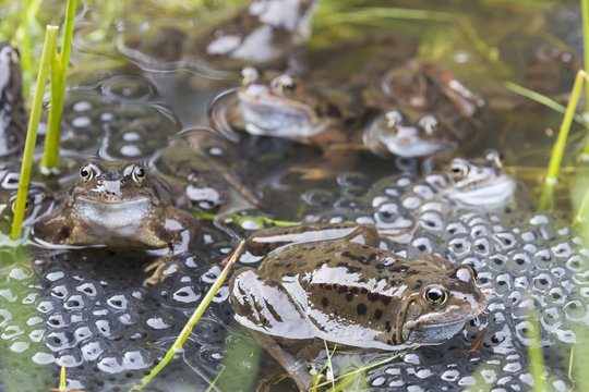 Common frogs (Rana temporaria) in spawning pond, Northumberland, UK, March.