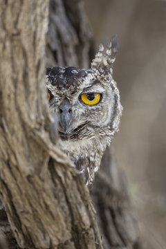 Head portrait of Spotted eagle owl (Bubo africanus), Kgalagadi Transfrontier Park, Northern Cape, South Africa, February 2016.