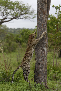  Leopard (Panthera pardus) male about to climb tree, Londolozi Private Game Reserve, Sabi Sands Game Reserve, South Africa.