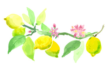 Blooming lemon. The branch of a lemon with fruits and flowers. Vector