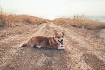 welsh corgi dog walking on the seaside near the lighthouse