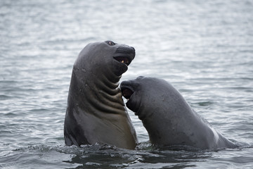 Southern elephant seal (Mirounga leonina) adolescent males sparring. King Edward Point, South Georgia. January.