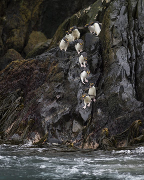 Macaroni penguins  (Eudyptes chrysolophus) entering sea from rocks. Bird Island, South Georgia. January.