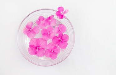 Fototapeta na wymiar Hortensia flowers floating in a bowl of water