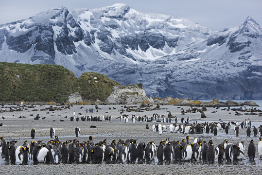King penguin (Aptenodytes patagonicus) colony on beach. Salisbury Plain, South Georgia. January 2015.