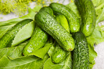 cucumber