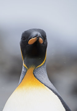 King penguin (Aptenodytes patagonicus) head portrait. Salisbury Plain, South Georgia. January.