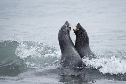 Antarctic fur seal (Arctocephalus gazella) females fighting. Albatross Island, South Georgia. January.