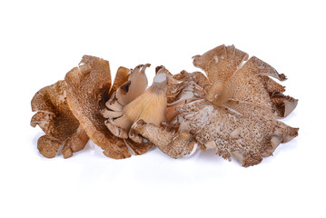 Thai Mushroom (hedlom), (Lentinus polychrous Lev.) isolated on w