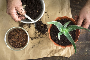 Planting  aloe flower in the pot top view