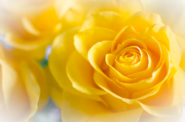 The Texture of Beautiful Yellow Rose Close Up. Vintage Style.