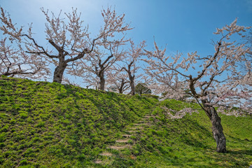 Cherry blossom at Goryokaku park , Hakodate, Japan