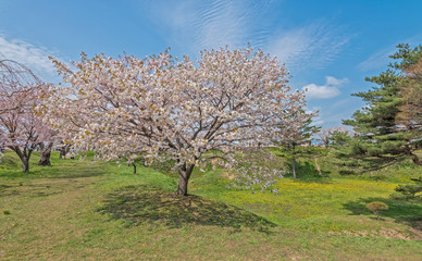 Cherry blossom at Goryokaku park , Hakodate, Japan