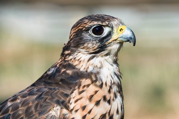 Saker falcon (Falco cherrug) head closeup