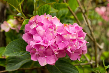 Hydrangea macrophylla, know as "Hortencia" flower detail