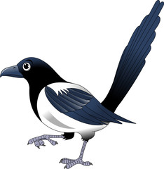 magpie