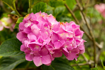 Fototapeta premium Hydrangea macrophylla, know as 