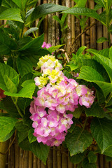 Hydrangea macrophylla, know as "Hortencia" flower detail