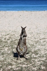Closeup of Eastern Grey Kangaroo (Macropus giganteus) on Pebbly beach, NSW, Australia