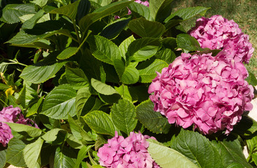 Hydrangea macrophylla, know as 
