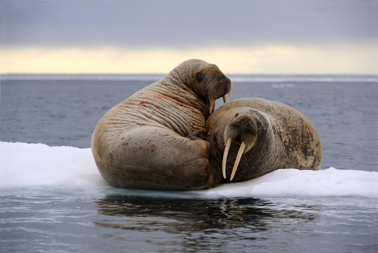 Two walruses resting on ice