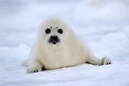 Portrait of Harp seal (Phoca groenlandicus) pup on sea ice. Magdalen Islands, Gulf of St Lawrence, Quebec, Canada.